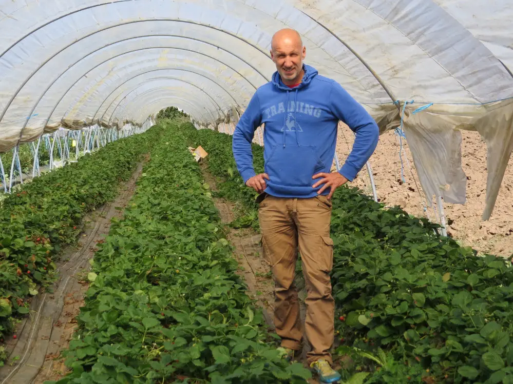 Production locale fraise bio producteur
