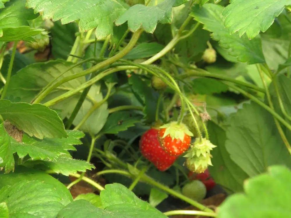 Production locale fraise Avranches