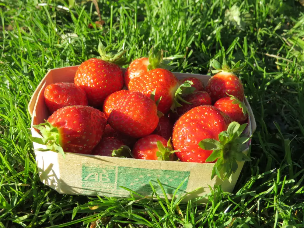 Barquette de fraise bio Avranches